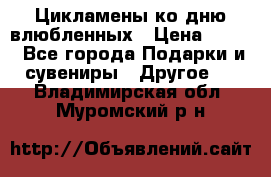 Цикламены ко дню влюбленных › Цена ­ 180 - Все города Подарки и сувениры » Другое   . Владимирская обл.,Муромский р-н